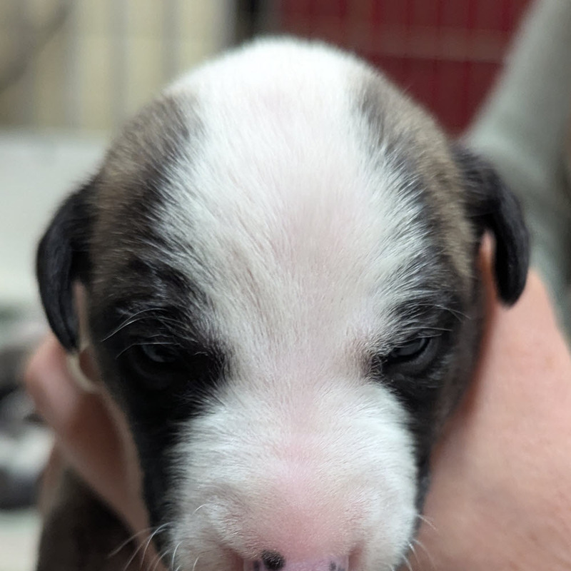 Puppy 9 - Girl - Pyewacket